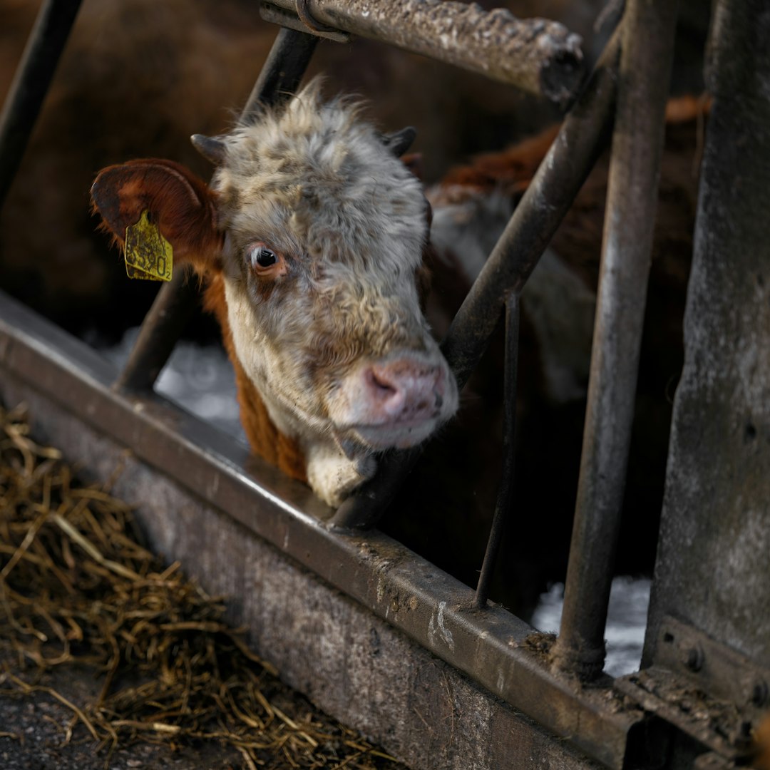 A brown and white cow looking out of a gate